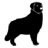 大型犬