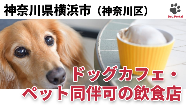 最新 横浜市神奈川区のドッグカフェ ペット可飲食店 21件 最新 横浜市神奈川区のドッグカフェ ペット可飲食店 21件