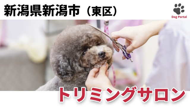 最新 新潟市中央区のトリミングサロン 13件 最新 新潟市中央区のトリミングサロン 13件